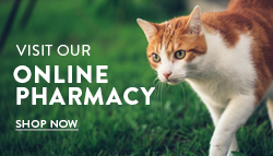 Online Pharmacy Buton
