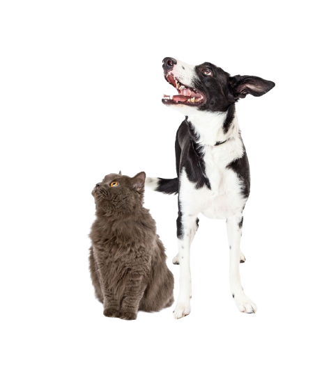 Happy Cat and Dog